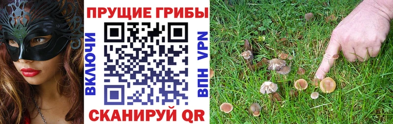 Псилоцибиновые грибы Psilocybe  Югорск 